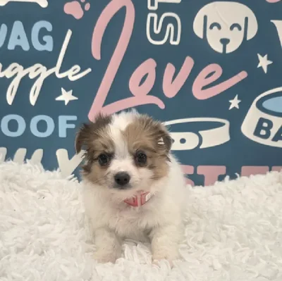 Female Chihuahua Puppy for Sale in Duluth, GA