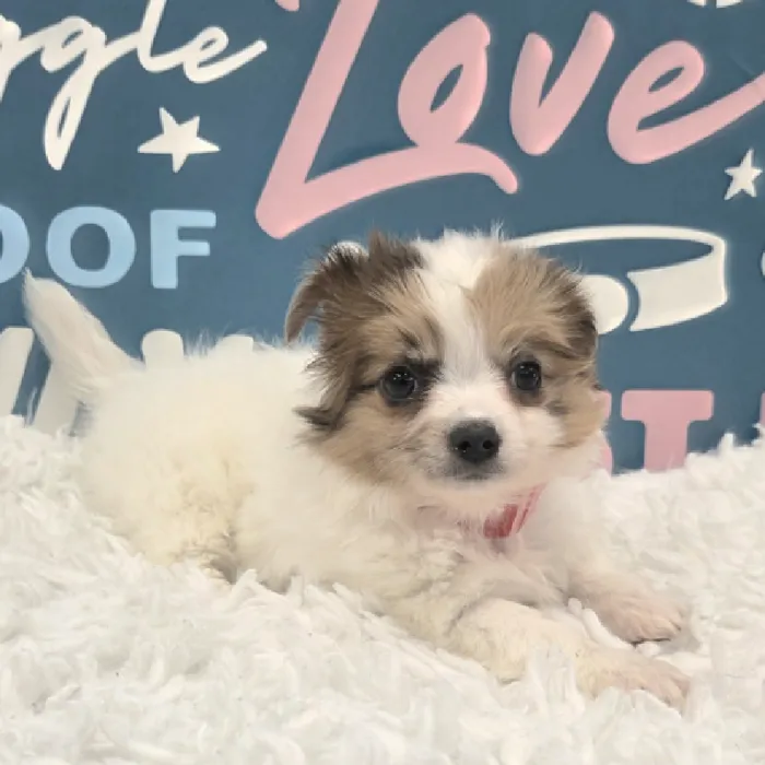Female Chihuahua Puppy for Sale in Duluth, GA