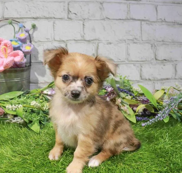 Female Chihuahua puppy named Mini for sale at Waggles Puppy Boutique - Duluth.