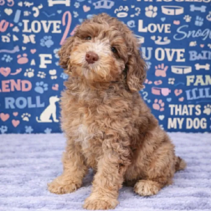 Male Mini Aussiedoodle Puppy for Sale in Duluth, GA