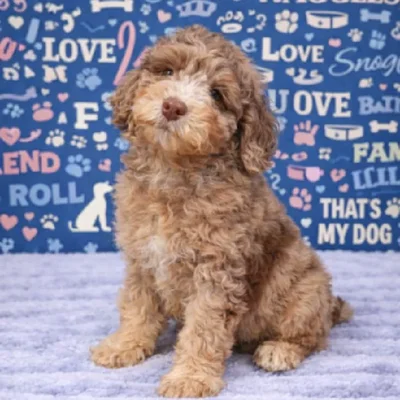 Male Mini Aussiedoodle Puppy for Sale in Duluth, GA