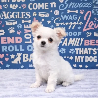 Female Chihuahua Puppy for Sale in Duluth, GA