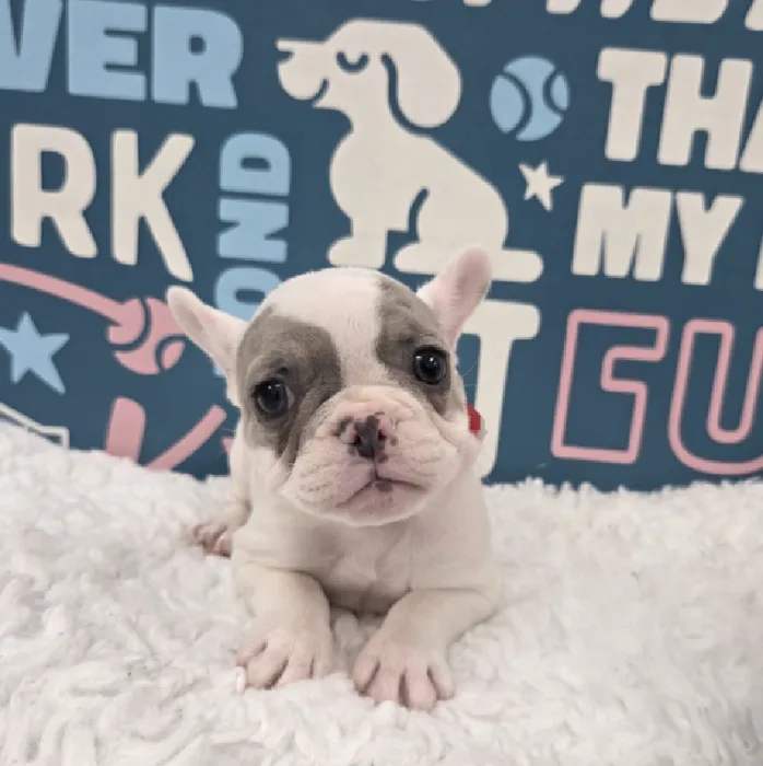Female French Bulldog Puppy for Sale in Duluth, GA