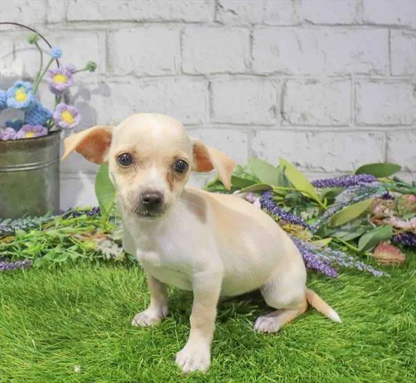 Female Chihuahua puppy named Mimi for sale at Waggles Puppy Boutique - Duluth.