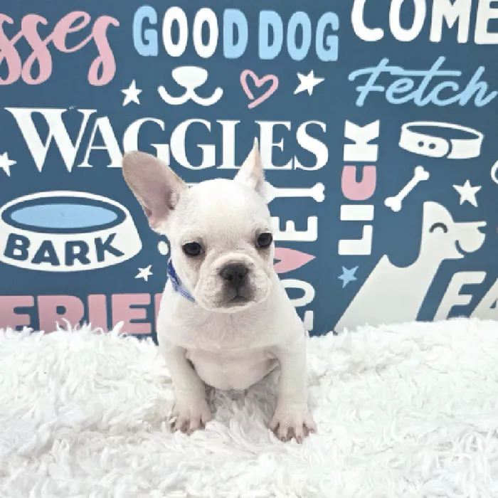 Male French Bulldog Puppy for Sale in Duluth, GA