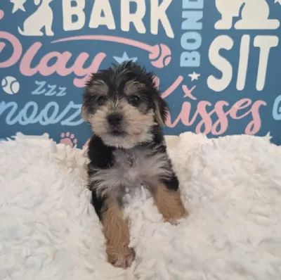 Male Morkie Puppy for Sale in Duluth, GA