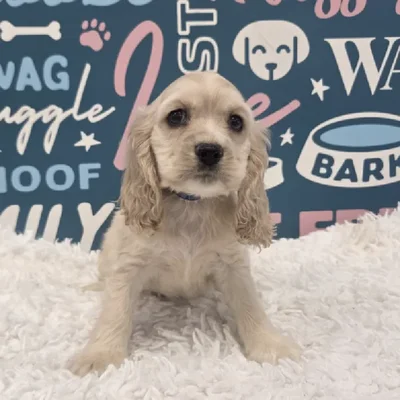 Male Cocker Spaniel Puppy for Sale in Duluth, GA