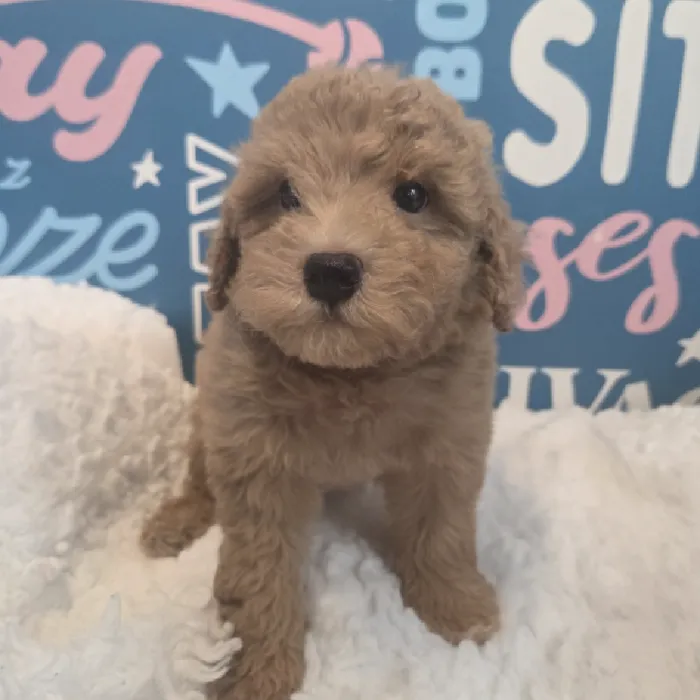 Male Poodle Puppy for Sale in Duluth, GA