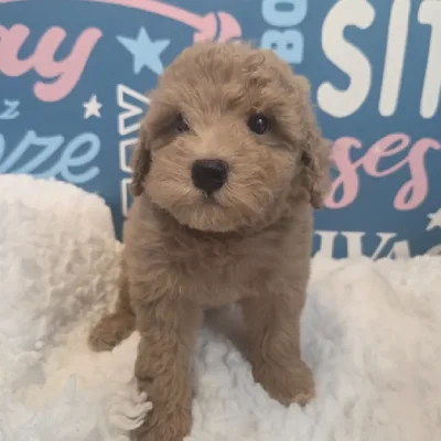 Male Poodle Puppy for Sale in Duluth, GA