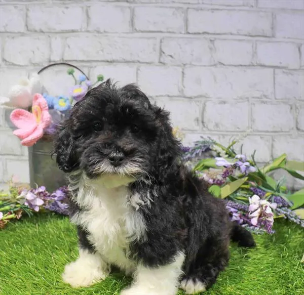 Female Hybrid puppy for sale at Waggles Puppy Boutique - Duluth.