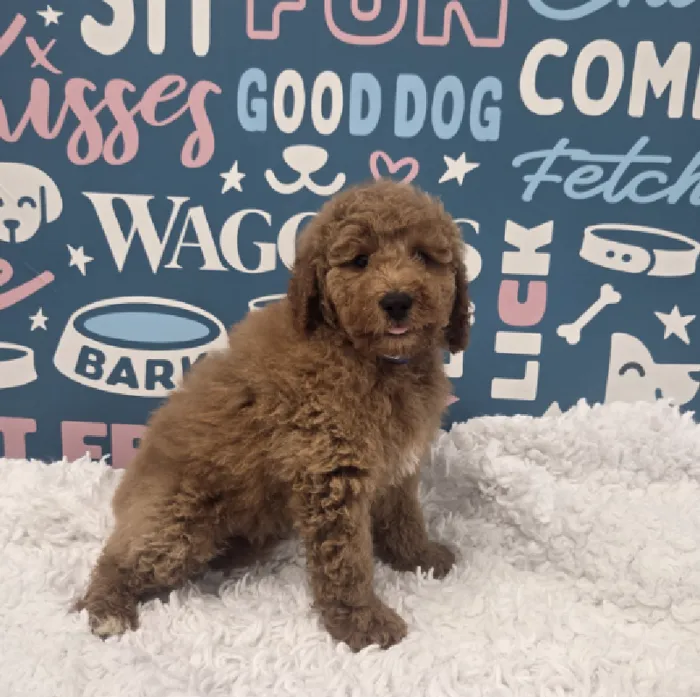 Male Mini Goldendoodle Puppy for Sale in Duluth, GA