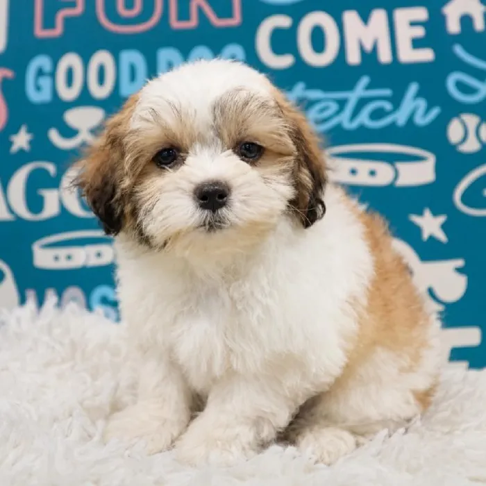 Female Teddy Bear puppy named Winnie for sale at Waggles Puppy Boutique - Duluth.