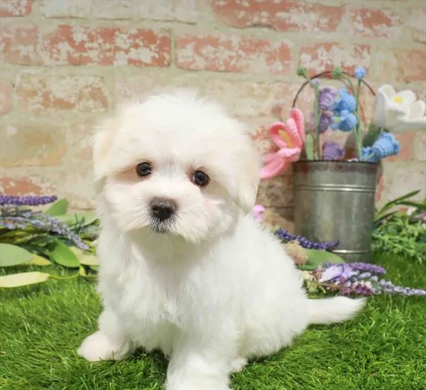 Male Maltese puppy for sale at Waggles Puppy Boutique - Duluth.