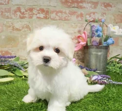 Male Maltese puppy for sale at Waggles Puppy Boutique - Duluth.