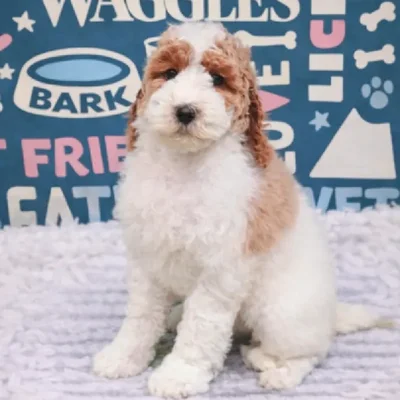 Female Mini Goldendoodle 2nd Gen Puppy for Sale in Duluth, GA