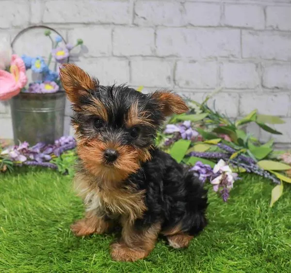 Female Yorkie puppy named Poppy for sale at Waggles Puppy Boutique - Duluth.