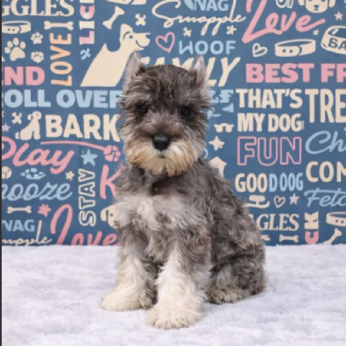 Female Mini Schnauzer Puppy for Sale in Duluth, GA