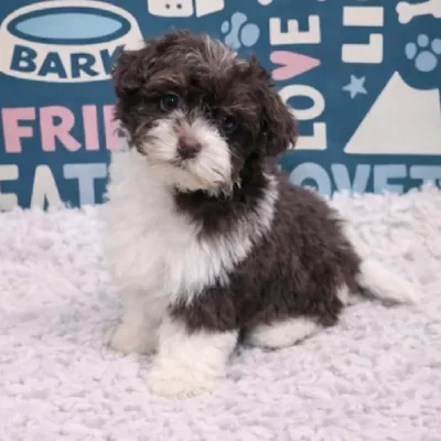 Female Havanese Puppy for Sale in Duluth, GA