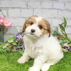 Female Cavapoo puppy for sale at Waggles Puppy Boutique - Duluth.