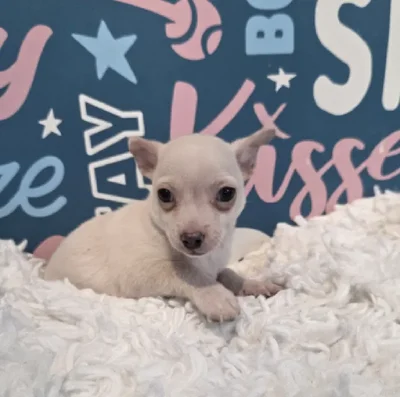 Male Chihuahua Puppy for Sale in Duluth, GA