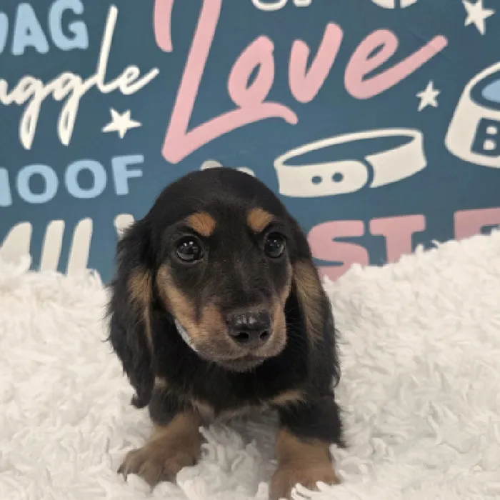 Male Dachshund Puppy for Sale in Duluth, GA