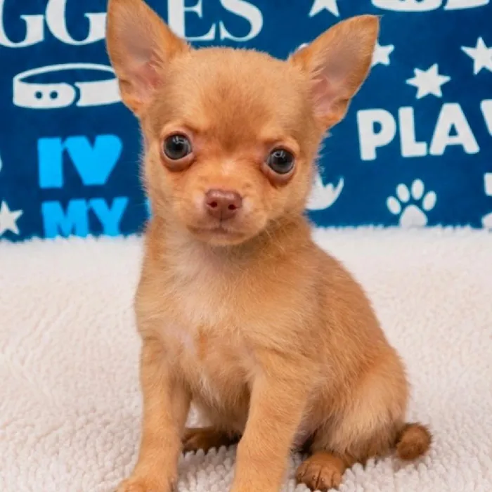 Male Chihuahua puppy named Beno for sale at Waggles Puppy Boutique - Duluth.
