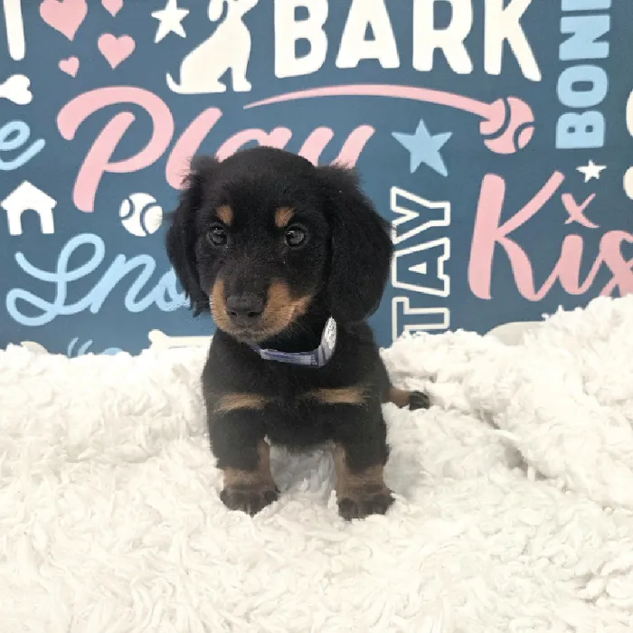 Male Dachshund Puppy for Sale in Duluth, GA