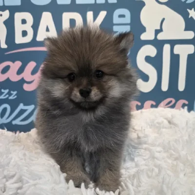 Female Pomeranian Puppy for Sale in Duluth, GA