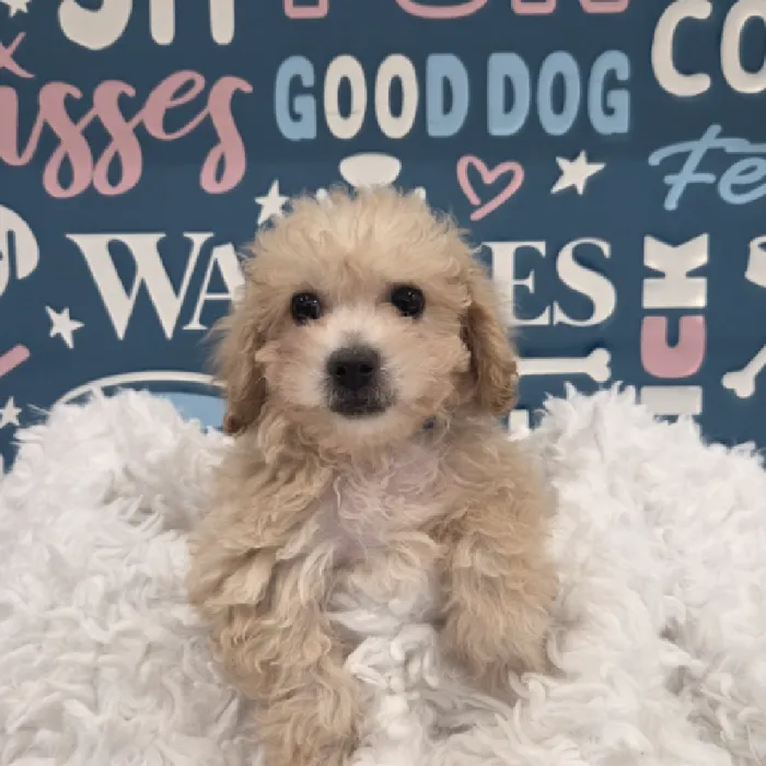 Male Bichon-Poodle Puppy for Sale in Duluth, GA