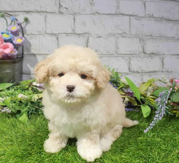 Male Maltipoo puppy named Koby for sale at Waggles Puppy Boutique - Duluth.