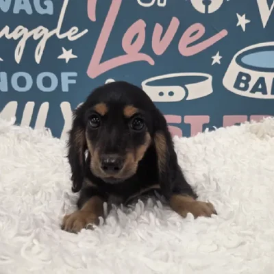 Male Dachshund Puppy for Sale in Duluth, GA