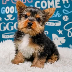 Female Yorkie puppy named Capri for sale at Waggles Puppy Boutique - Duluth.