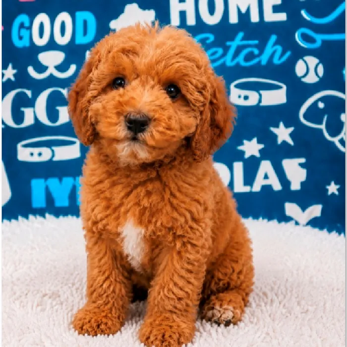 Male Maltipoo puppy named Milo for sale at Waggles Puppy Boutique - Duluth.