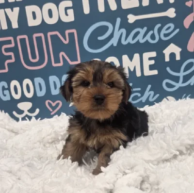 Male Yorkie Puppy for Sale in Duluth, GA
