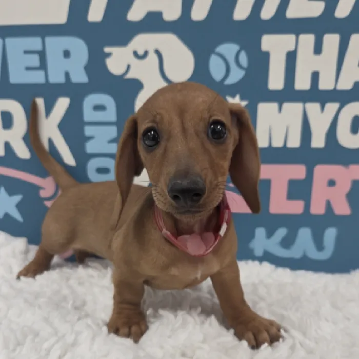 Female Dachshund Puppy for Sale in Duluth, GA