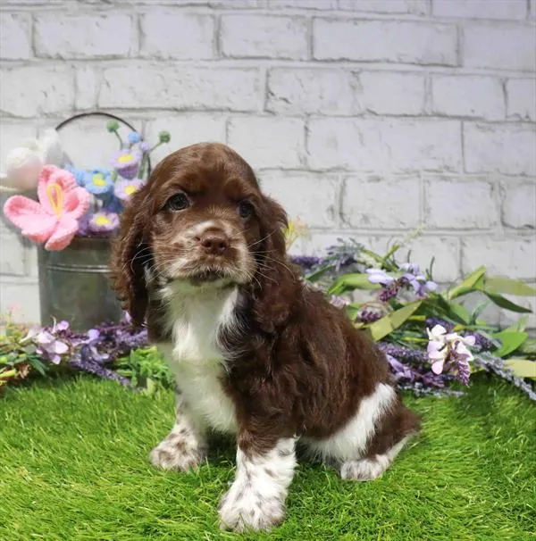 Female Cocker Spaniel puppy for sale at Waggles Puppy Boutique - Duluth.