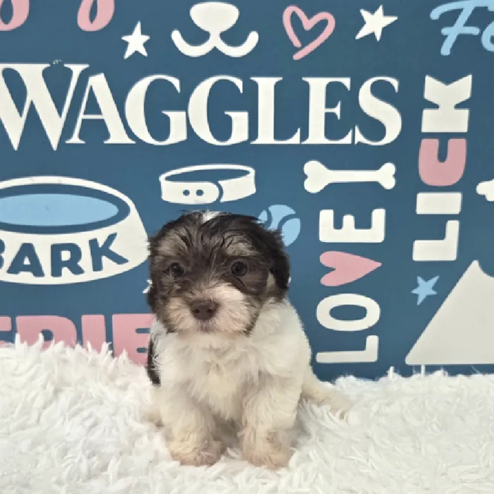 Male Havanese Puppy for Sale in Duluth, GA