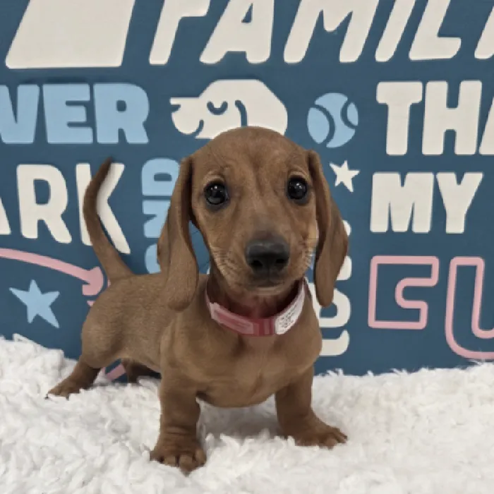 Female Dachshund Puppy for Sale in Duluth, GA