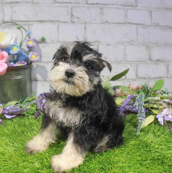 Female Mini Schnauzer puppy for sale at Waggles Puppy Boutique - Duluth.