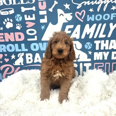 Male Goldendoodle Puppy for Sale in Duluth, GA