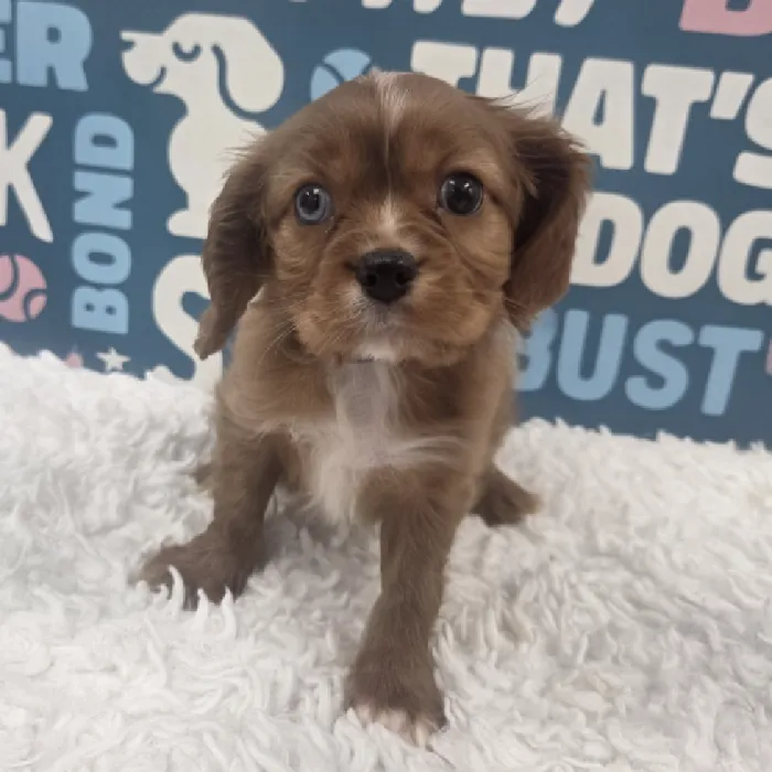 Male Cavalier King Charles Spaniel Puppy for Sale in Duluth, GA