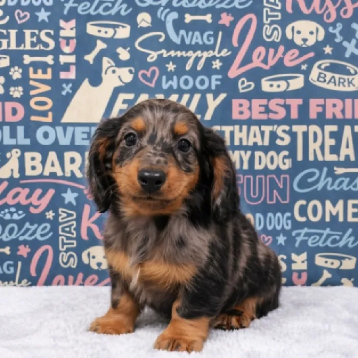 Male Mini Dachshund Puppy for Sale in Duluth, GA
