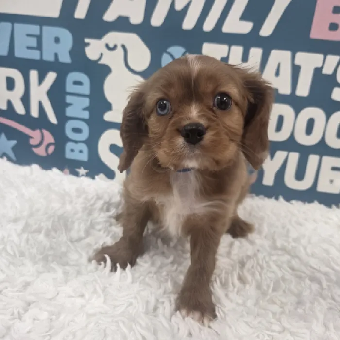 Male Cavalier King Charles Spaniel Puppy for Sale in Duluth, GA