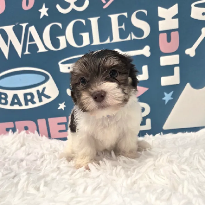 Male Havanese Puppy for Sale in Duluth, GA