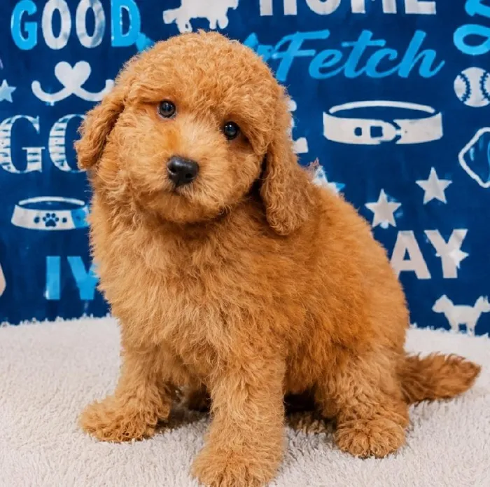 Male Maltipoo puppy named Bruno for sale at Waggles Puppy Boutique - Duluth.
