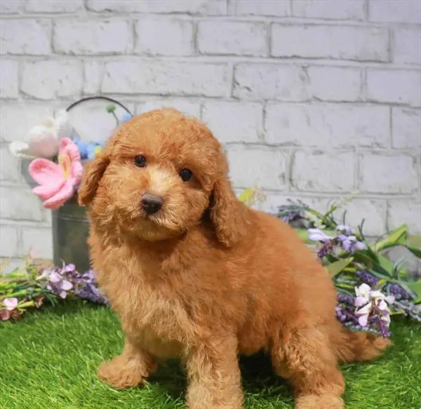 Male Maltipoo puppy for sale at Waggles Puppy Boutique - Duluth.