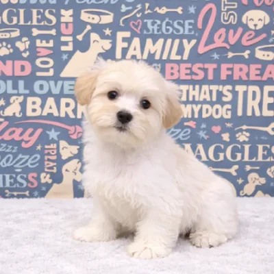 Male Morkie Puppy for Sale in Duluth, GA