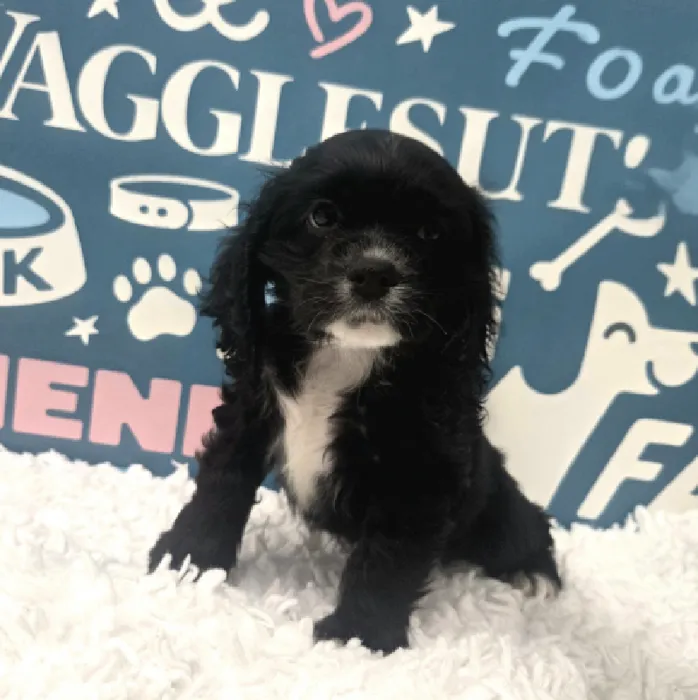 Male Cocker Spaniel Puppy for Sale in Duluth, GA