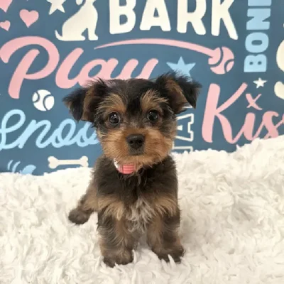 Female Yorkie Puppy for Sale in Duluth, GA
