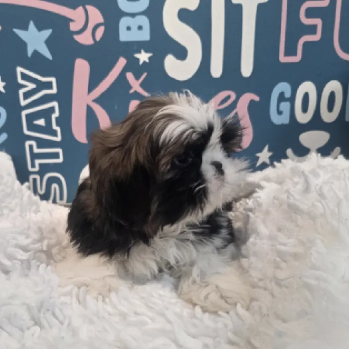Male Shih Tzu Puppy for Sale in Duluth, GA